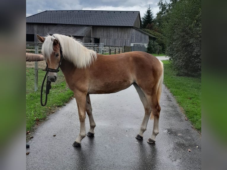 Haflinger Mare 1 year Chestnut-Red in Saxen