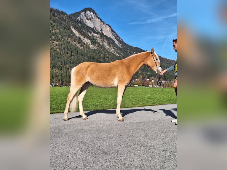 Haflinger Mare 1 year Chestnut-Red in Kirchbichl