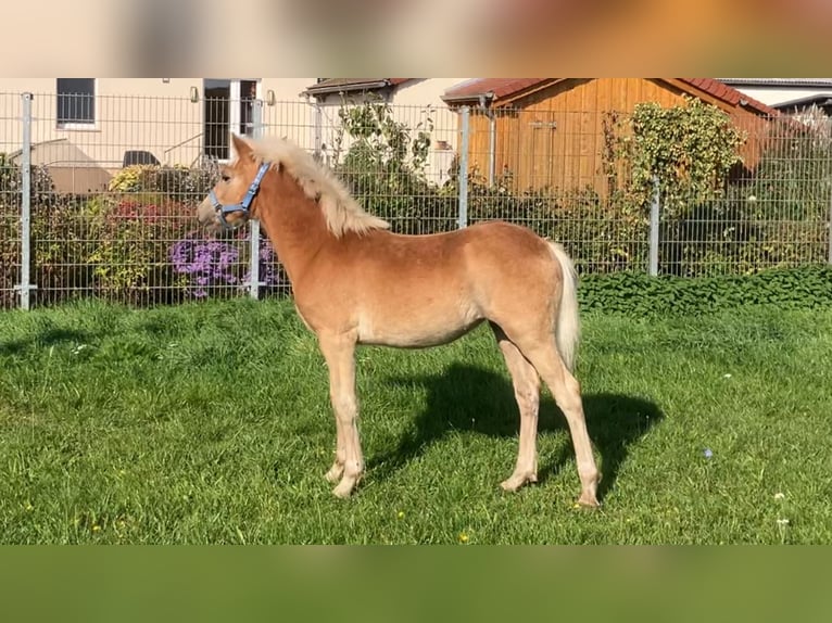 Haflinger Mare 1 year Chestnut-Red in Zerbst
