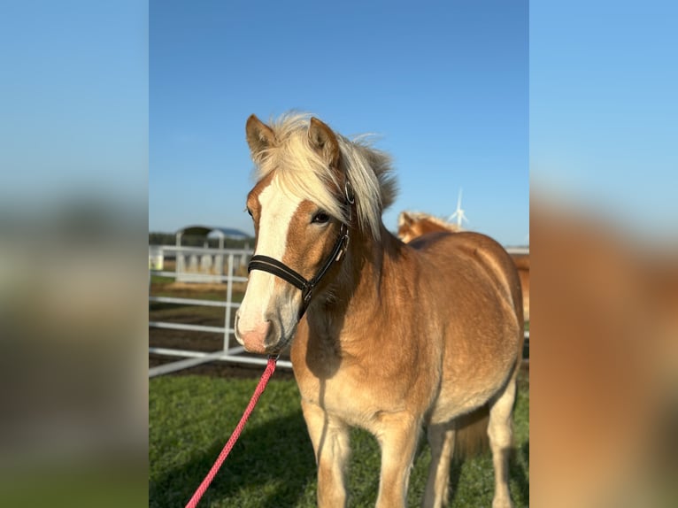 Haflinger Mare 1 year Chestnut-Red in Dohren