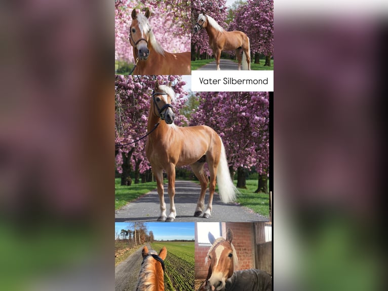 Haflinger Mix Mare 1 year in Ostercappeln