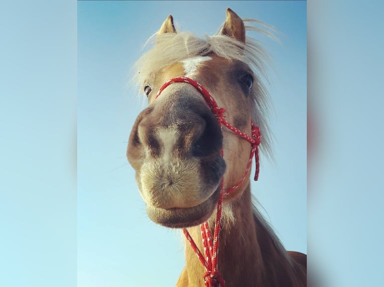 Haflinger Mare 20 years 13.2 hh  in Podersdorf am See