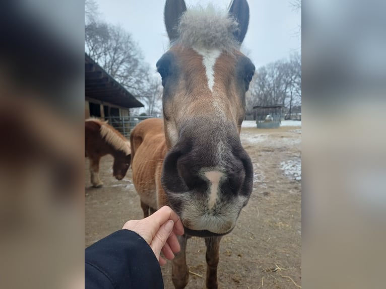 Haflinger Mare 20 years 13.2 hh  in Podersdorf am See