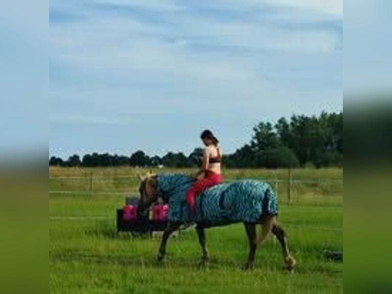 Haflinger Mix Mare 20 years 13,2 hh Dun in Bergen