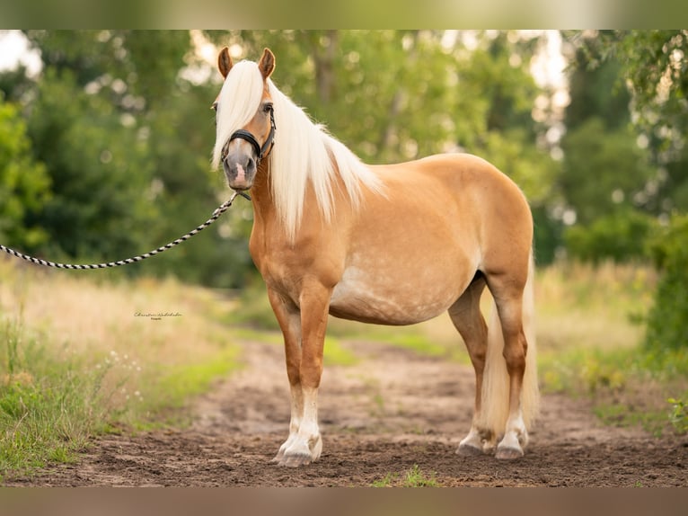 Haflinger Mare 20 years 14,2 hh Chestnut-Red in Trebbin