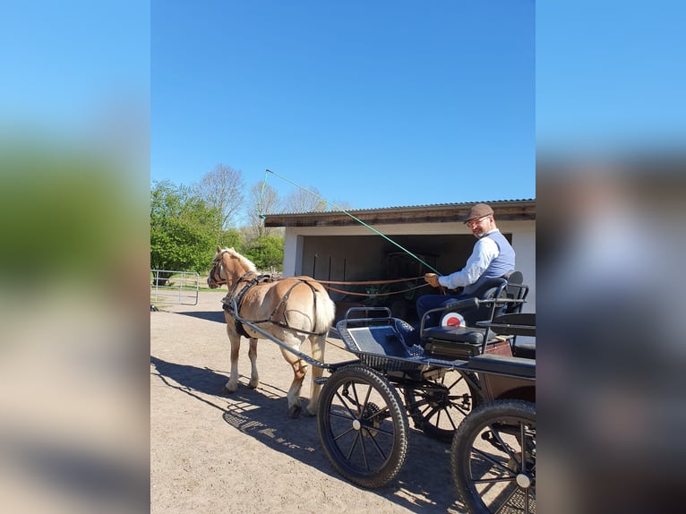 Haflinger Mare 20 years 14 hh in Xanten