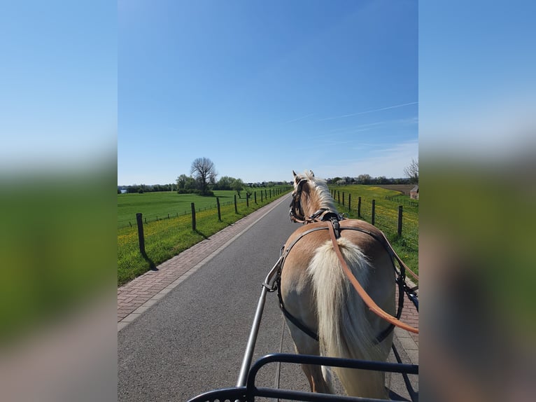Haflinger Mare 20 years 14 hh in Xanten