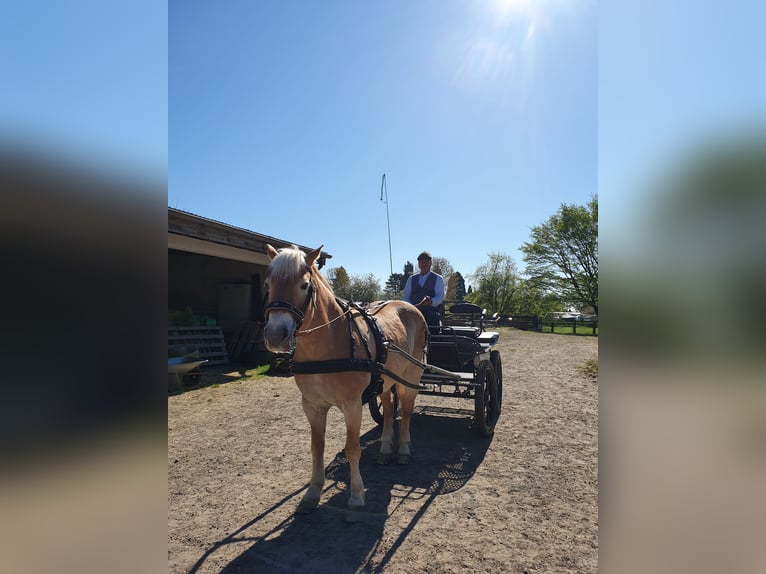 Haflinger Mare 20 years 14 hh in Xanten
