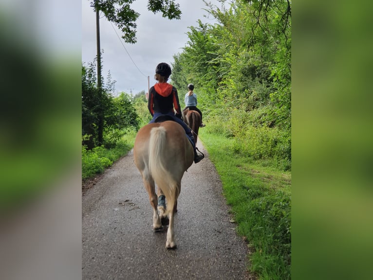Haflinger Mare 20 years 14 hh in Xanten