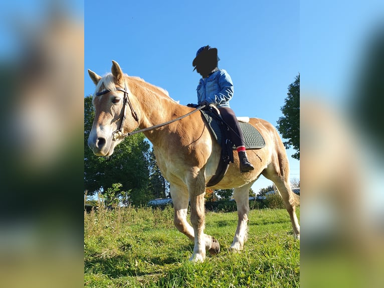 Haflinger Mare 20 years 14 hh in Xanten