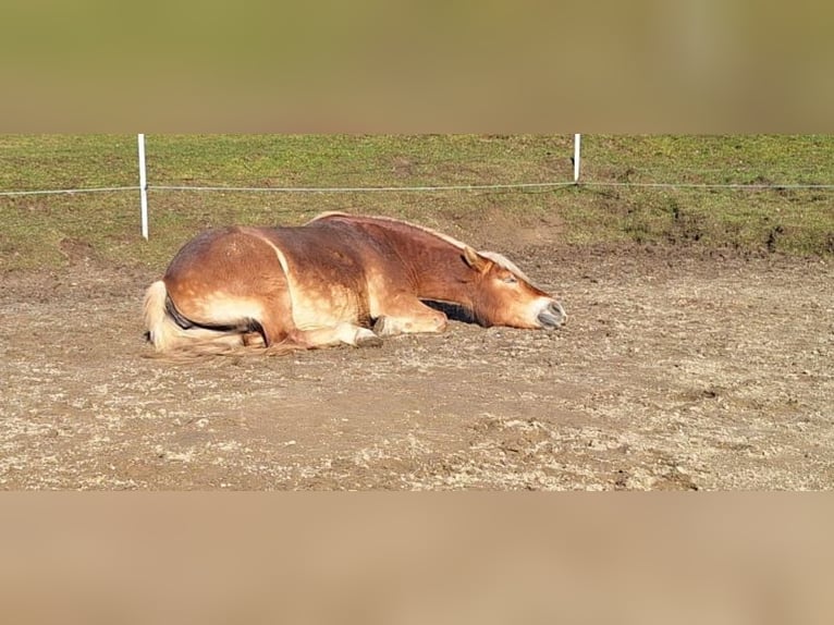 Haflinger Mare 20 years 14 hh Palomino in Bad Birnbach