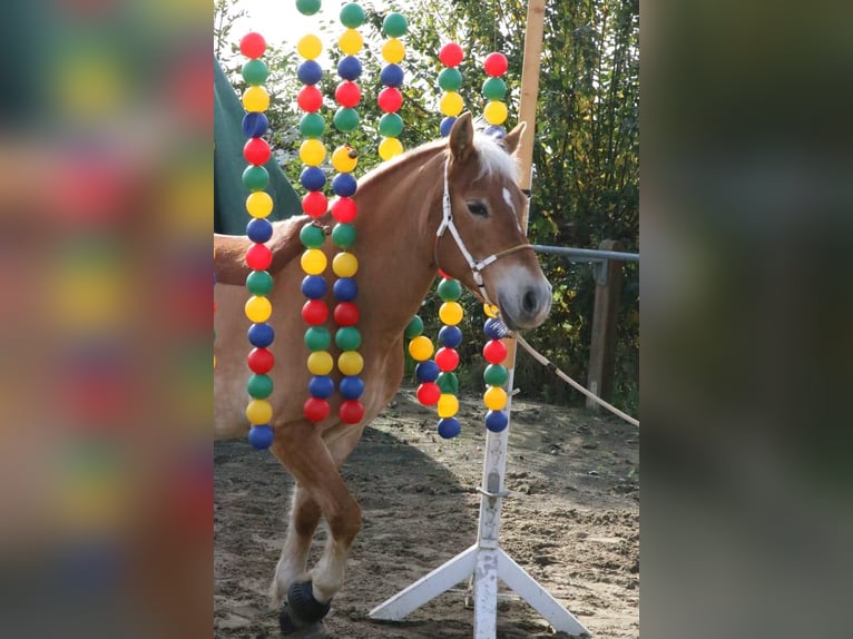 Haflinger Mare 20 years 14 hh Palomino in Bad Birnbach