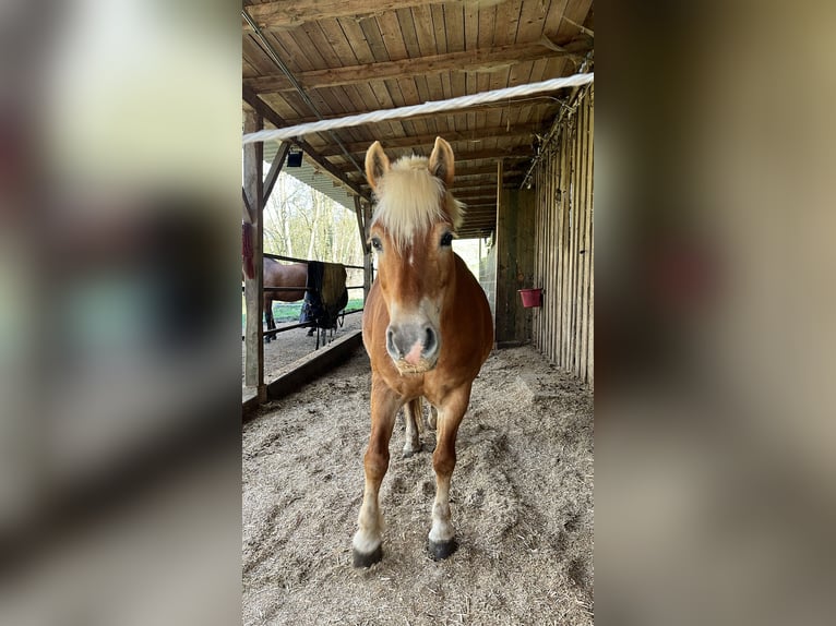 Haflinger Mare 20 years 14 hh Palomino in Bad Birnbach