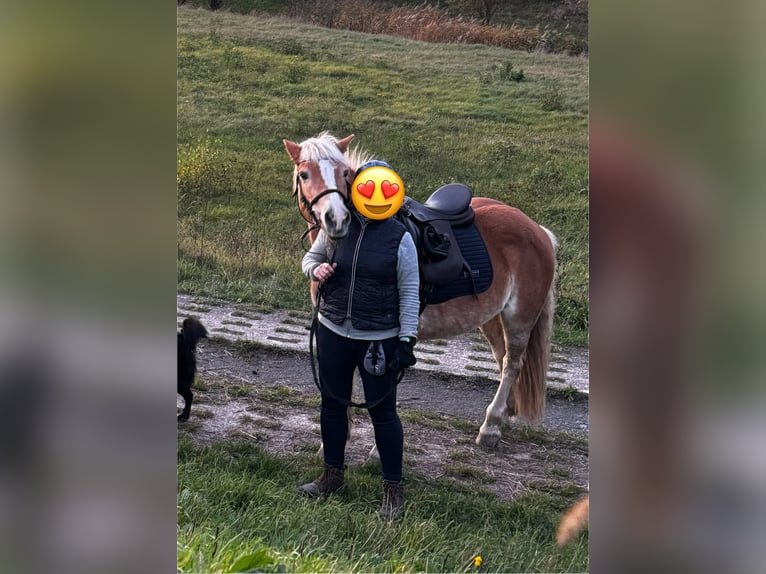 Haflinger Mare 21 years 13,2 hh Palomino in Saxony