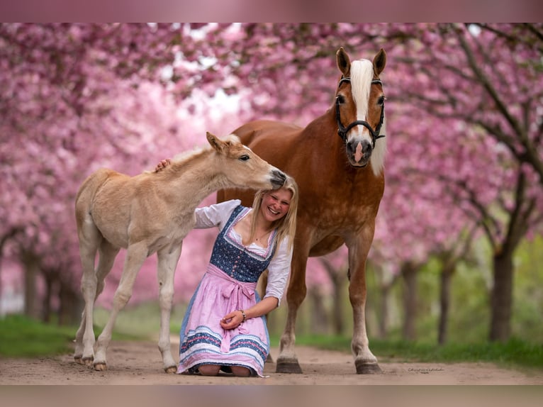 Haflinger Mare 21 years 14 hh in Trebbin