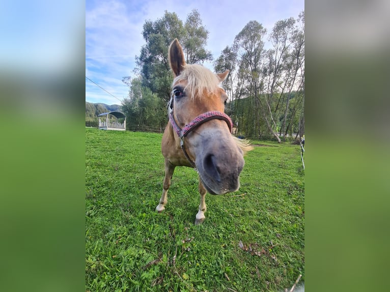 Haflinger Mare 22 years 14,2 hh Chestnut-Red in Friesach