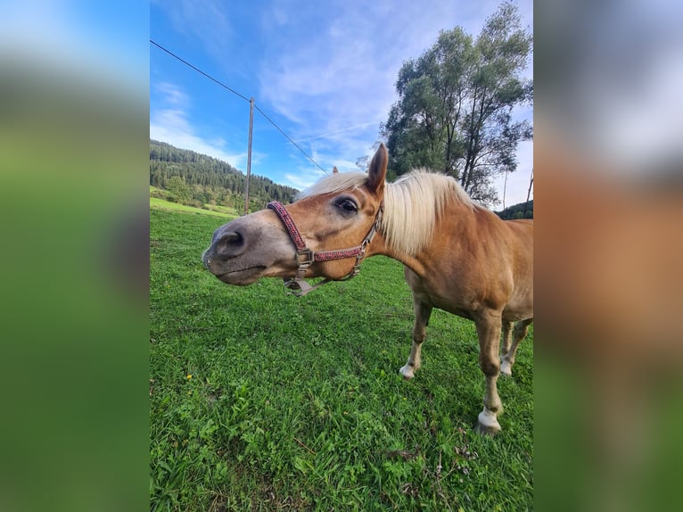 Haflinger Mare 22 years 14,2 hh Chestnut-Red in Friesach