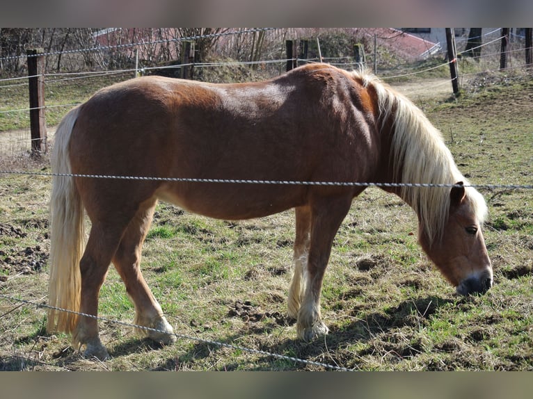 Haflinger Mare 22 years 14,2 hh Chestnut-Red in Waldstetten