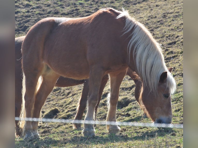 Haflinger Mare 22 years 14,2 hh Chestnut-Red in Waldstetten