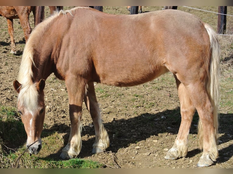 Haflinger Mare 22 years 14,2 hh Chestnut-Red in Waldstetten