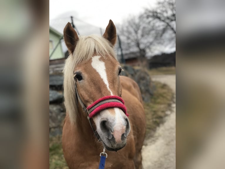 Haflinger Mare 22 years 14 hh Brown-Light in Bromberg