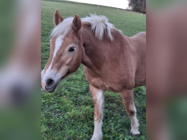 Haflinger Mare 22 years 14 hh Brown-Light in Bromberg