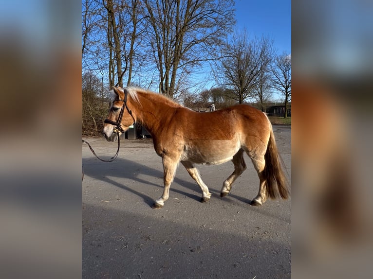 Haflinger Mare 22 years  in Münster