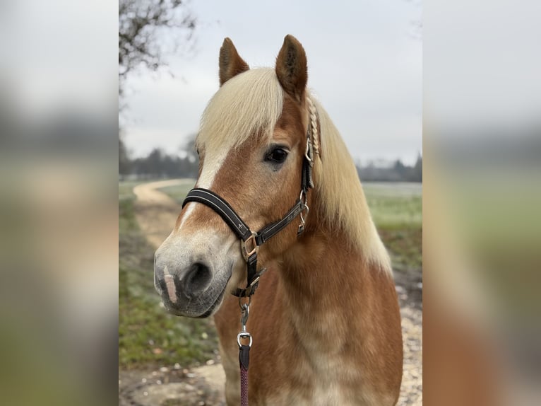 Haflinger Mare 22 years in Neu-Ulm