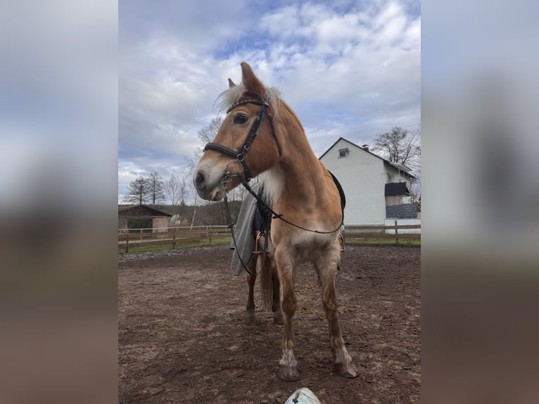 Haflinger Mare 23 years 14,1 hh Chestnut-Red in Heideck