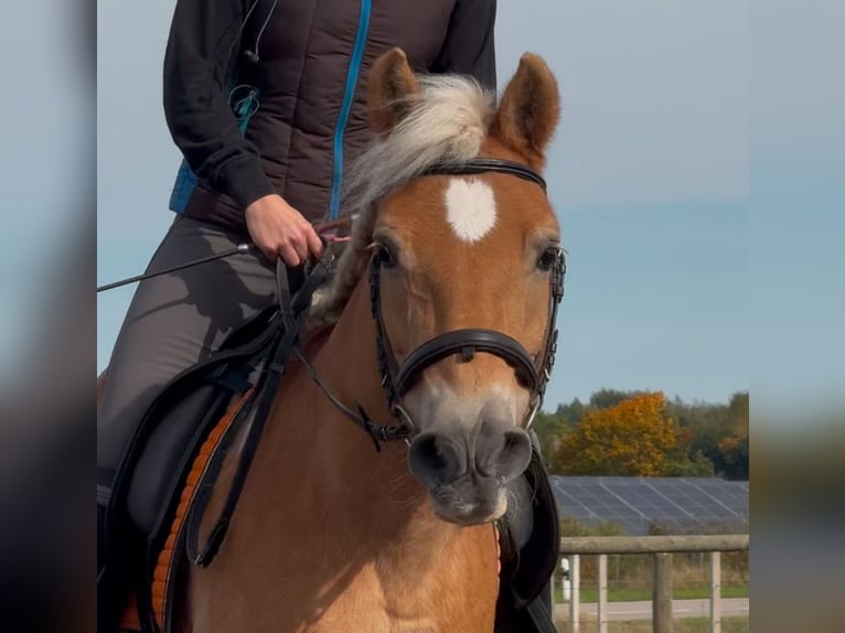 Haflinger Mare 23 years 14,1 hh Chestnut-Red in Heideck