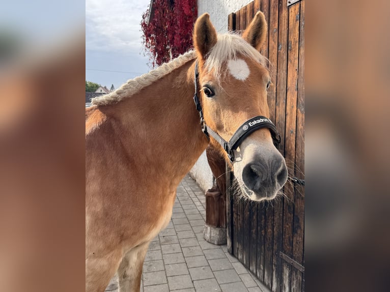 Haflinger Mare 23 years 14,1 hh Chestnut-Red in Heideck