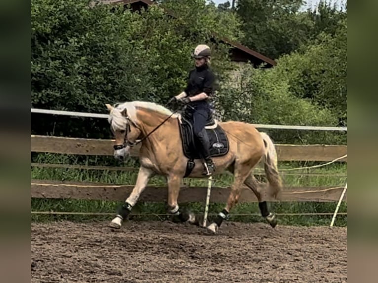 Haflinger Mare 23 years 14,1 hh Chestnut-Red in Heideck