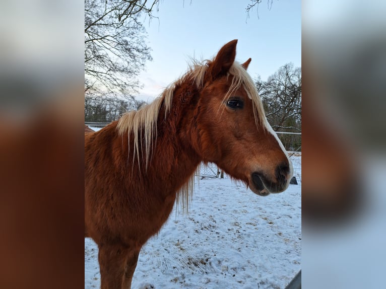 Haflinger Mix Mare 24 years 13.1 hh Chestnut-Red in Zeschdorf