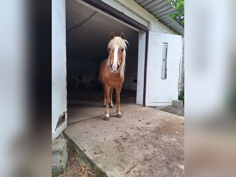 Haflinger Mix Mare 24 years 13.1 hh Chestnut-Red in Zeschdorf