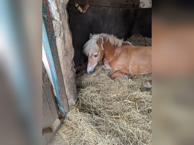 Haflinger Mare 24 years 13,3 hh Chestnut-Red in Ratingen