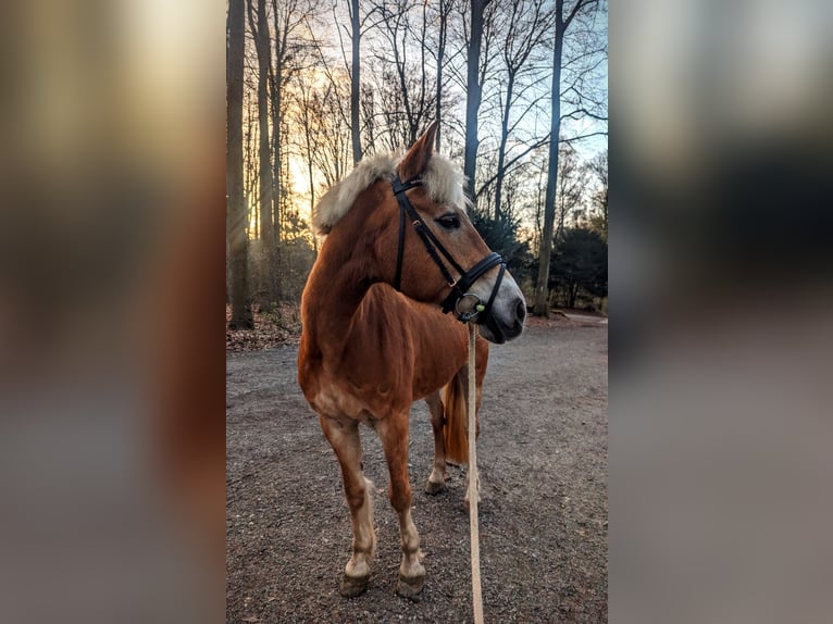 Haflinger Mare 24 years 13,3 hh Chestnut-Red in Ratingen