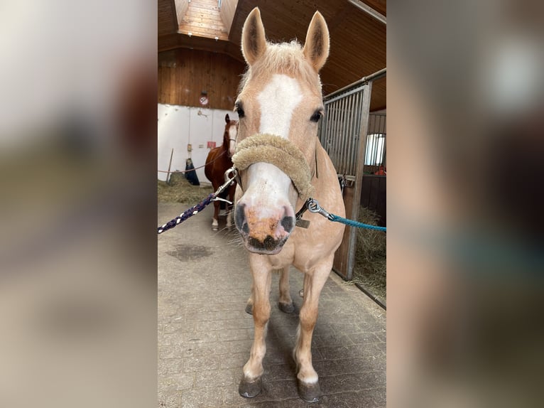 Haflinger Mix Mare 25 years 15,1 hh Palomino in Utting am Ammersee