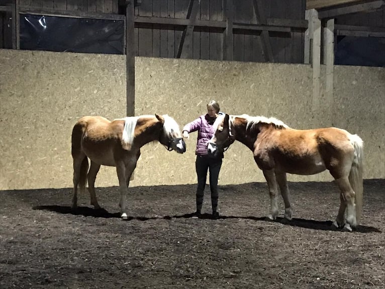 Haflinger Mare 26 years 13,2 hh Chestnut-Red in Nenzing Bazul 6