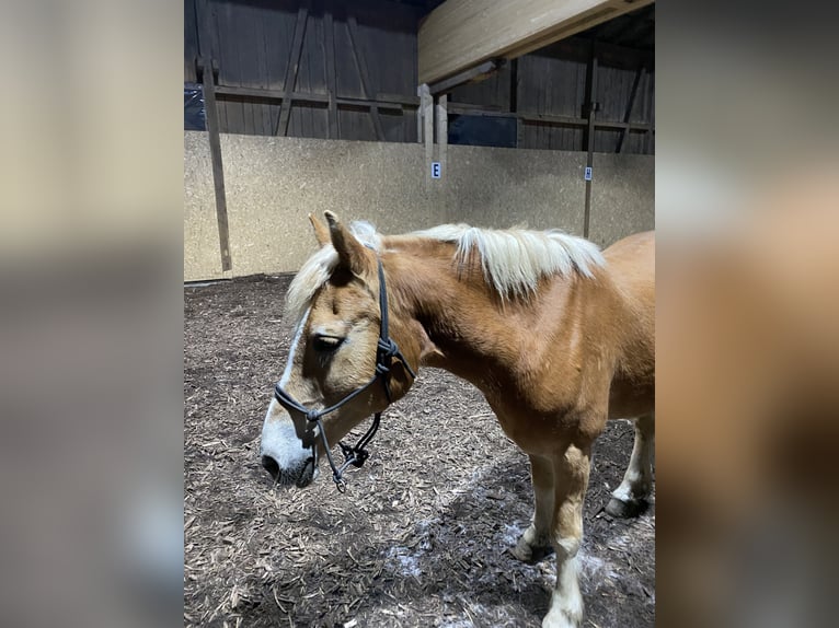 Haflinger Mare 26 years 13,2 hh Chestnut-Red in Nenzing Bazul 6