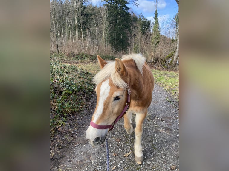 Haflinger Mare 26 years 13,2 hh Chestnut-Red in Nenzing Bazul 6