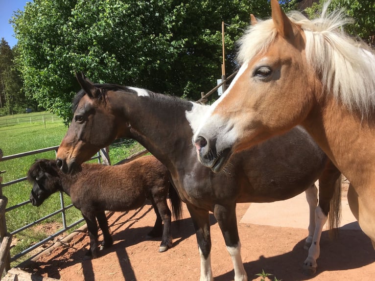 Haflinger Mare 29 years 13,3 hh in Brütten