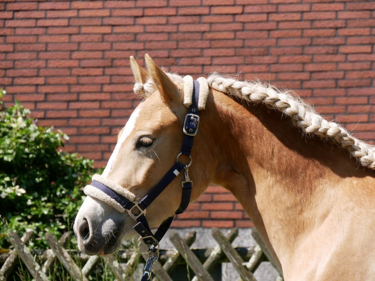 Haflinger Mare 2 years 13.2 hh  in Dorsten
