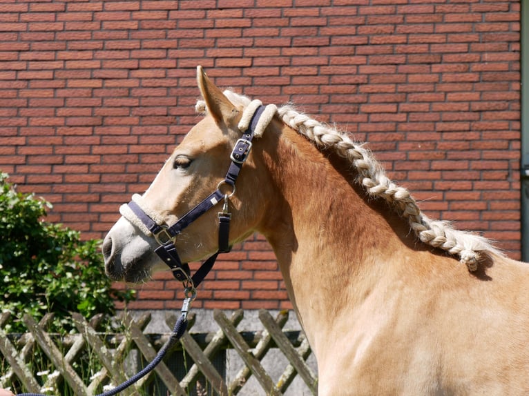 Haflinger Mare 2 years 13.2 hh  in Dorsten