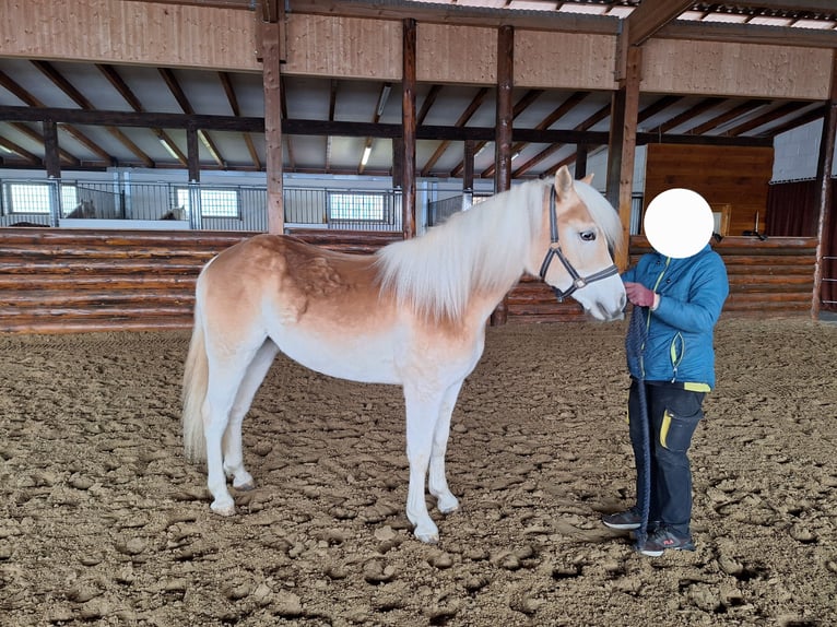 Haflinger Mare 2 years 13,3 hh Chestnut-Red in Bad Arolsen