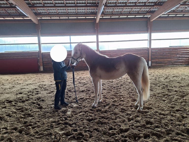 Haflinger Mare 2 years 13,3 hh Chestnut-Red in Bad Arolsen