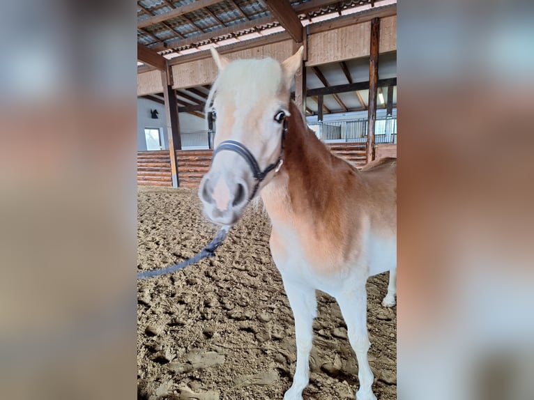 Haflinger Mare 2 years 13,3 hh Chestnut-Red in Bad Arolsen