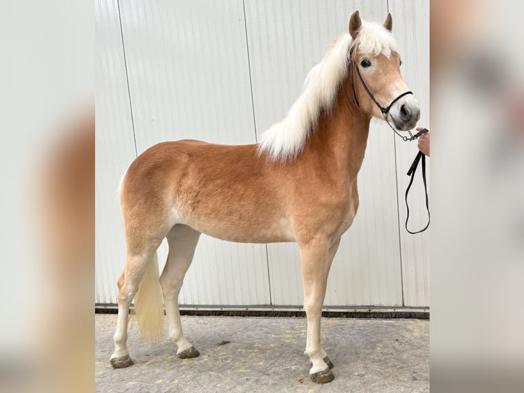 Haflinger Mare 2 years 14,1 hh Chestnut-Red in Dronten
