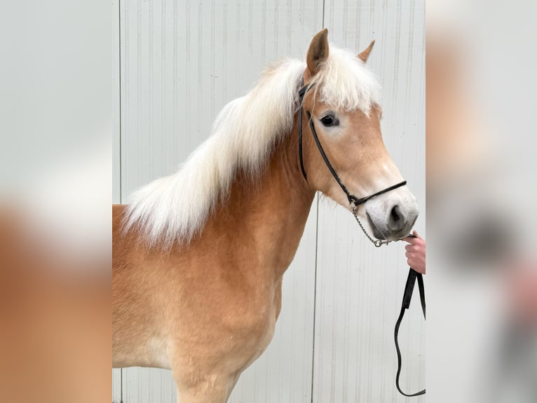 Haflinger Mare 2 years 14,1 hh Chestnut-Red in Dronten