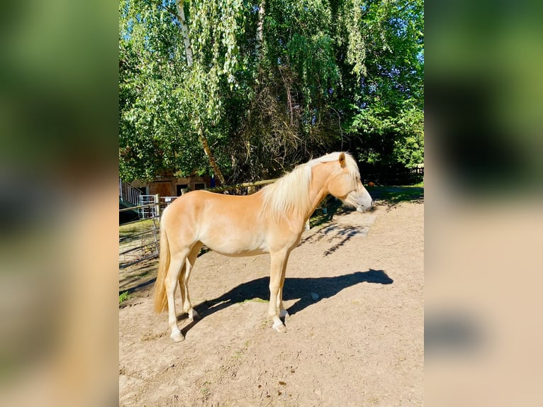 Haflinger Mare 2 years 14.1 hh Chestnut-Red in Fritzlar