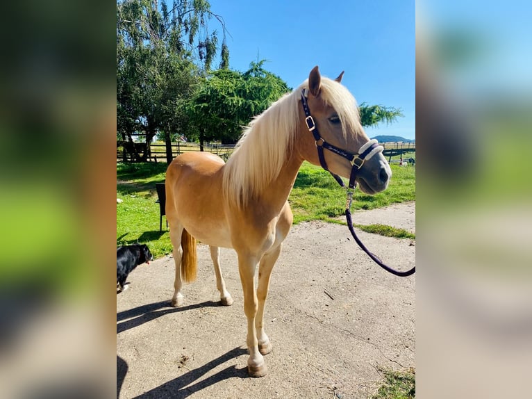 Haflinger Mare 2 years 14.1 hh Chestnut-Red in Fritzlar